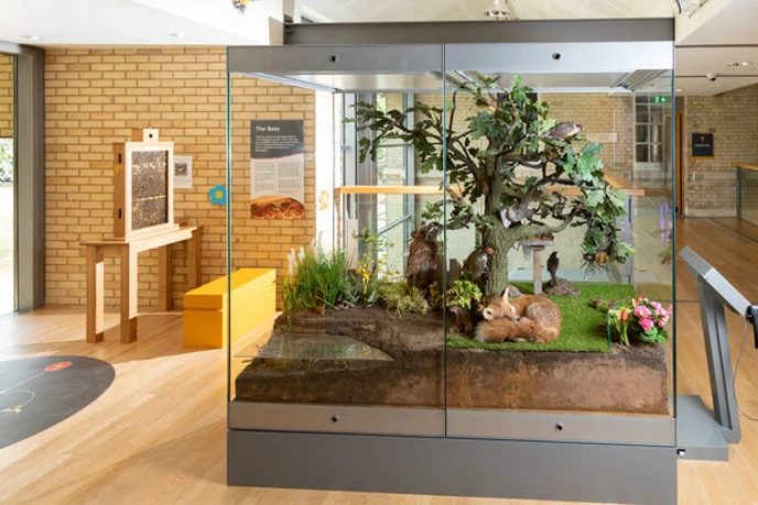 Large glass cabinet displaying nature scene with stuffed fox