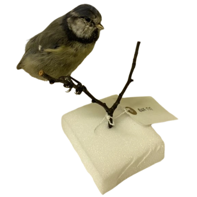 Stuffed blue tit perched on a small branch