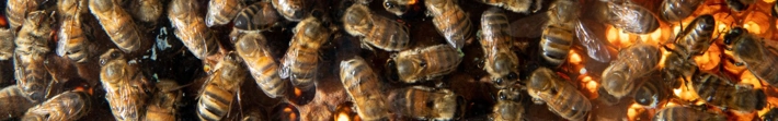Crowd of bees on honeycomb