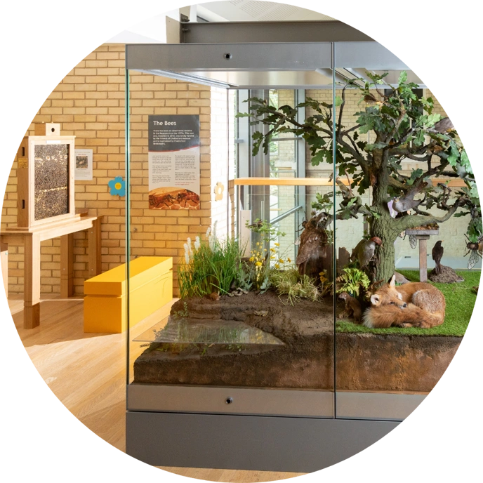 Large glass cabinet displaying nature scene with stuffed fox
